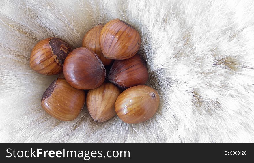 Hazelnuts lying in a nest of white hair