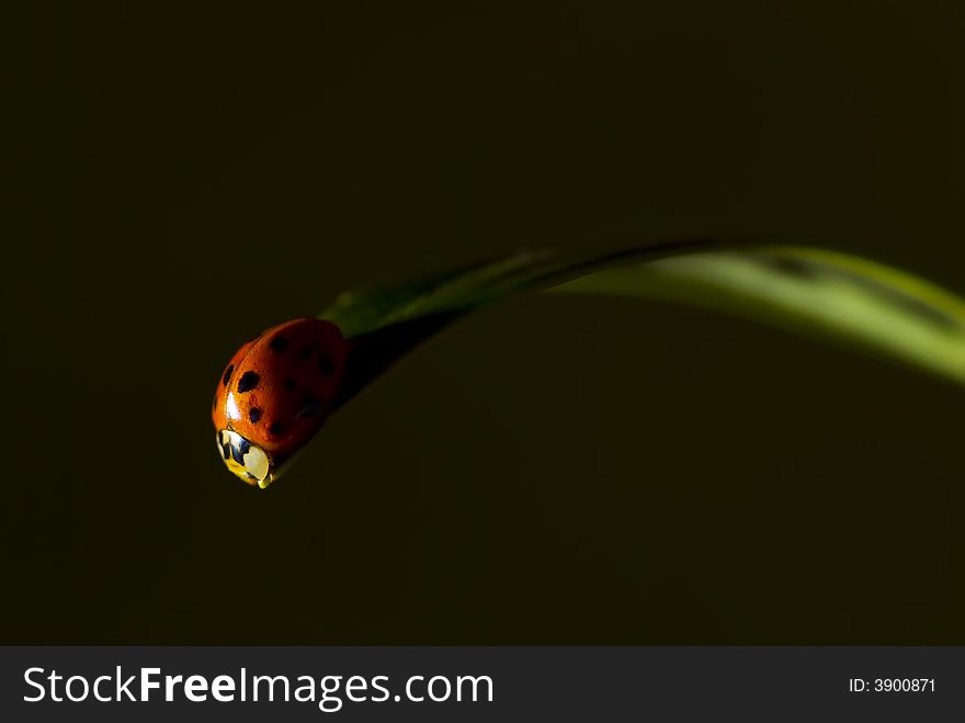 Photograph of a ladybug on a leaf. Photograph of a ladybug on a leaf.