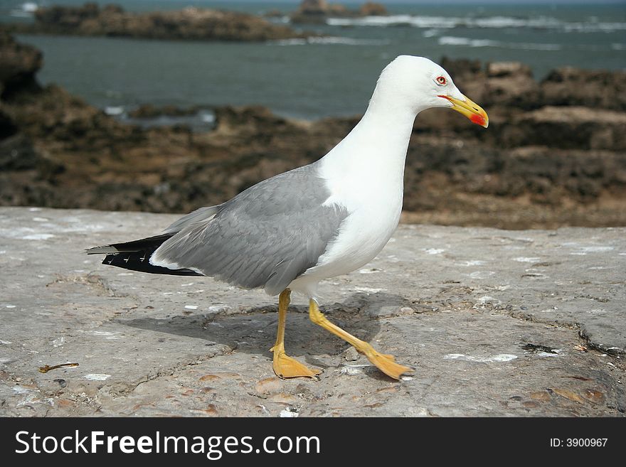Seagull in the Essaouira port, Morocco