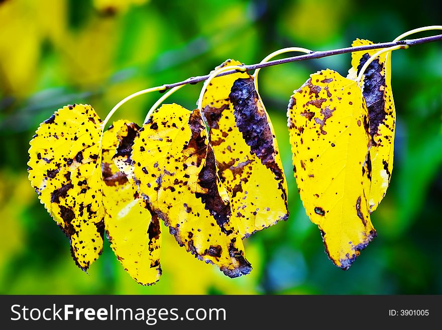 Beautiful Yellow Leafs during Autumn