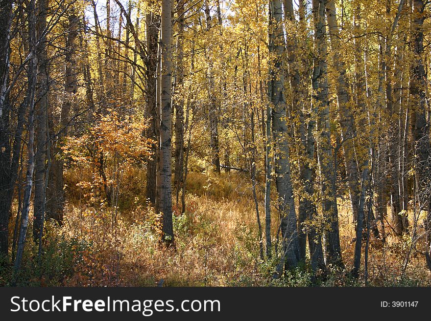 Golden aspen forest in fall. Golden aspen forest in fall.