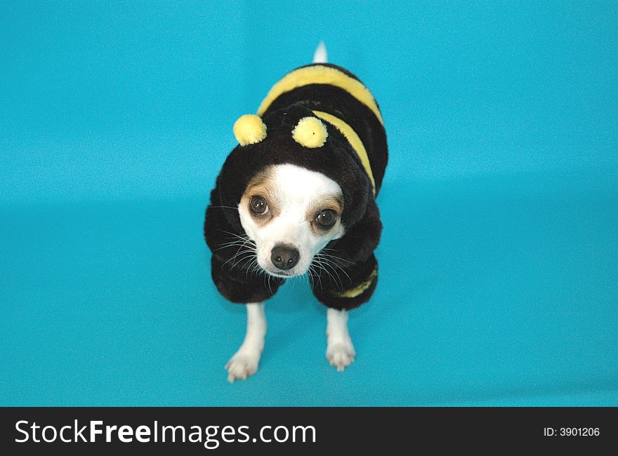 Chihuahua puppy in bumble bee costume. Chihuahua puppy in bumble bee costume