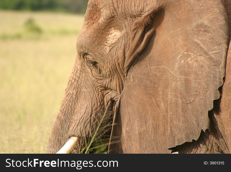 Wildlife in a safari in tanzania - africa elephant. Wildlife in a safari in tanzania - africa elephant