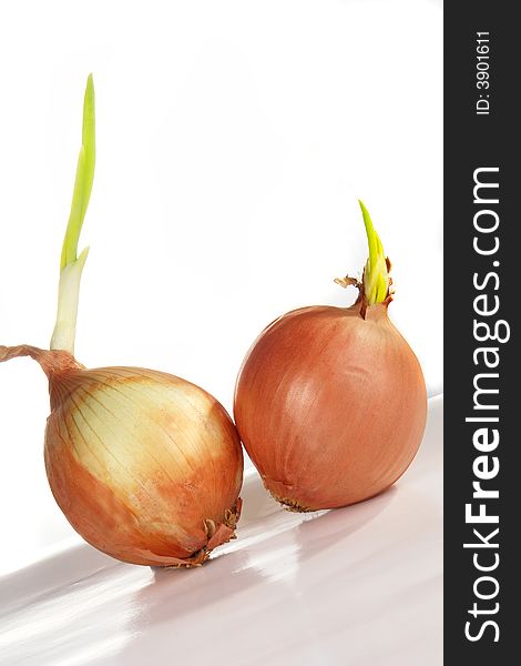 Onions on a white background