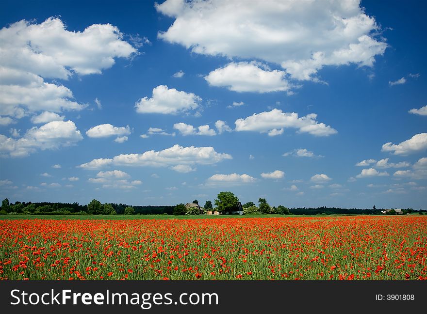 Arable field with many poppy flowers