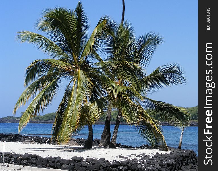 Palm trees border the ocean at Pu'uhonua O Hohauhan, otherwise known as the Place of Refuge