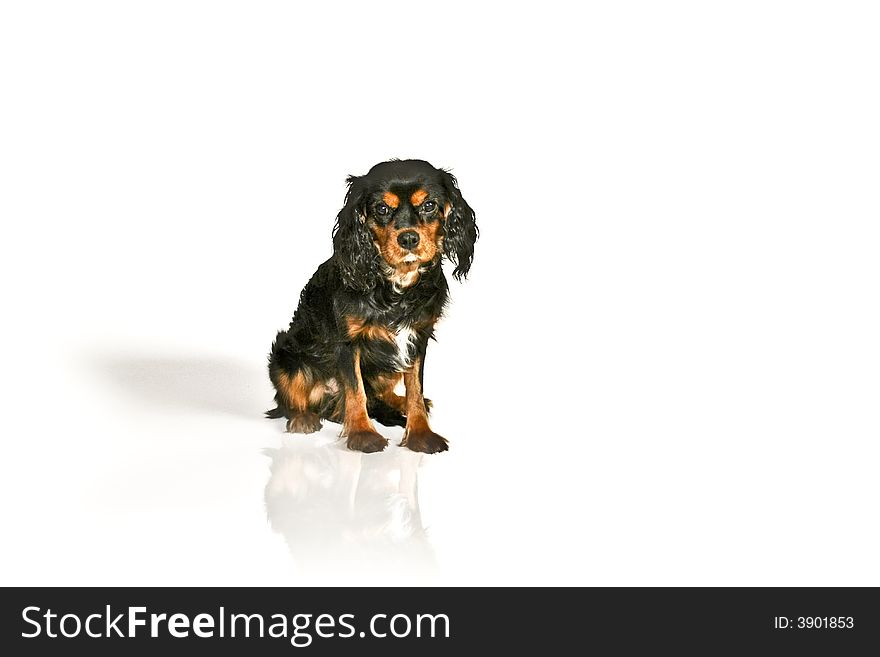 Sweet black and tan dog on a white background. Sweet black and tan dog on a white background