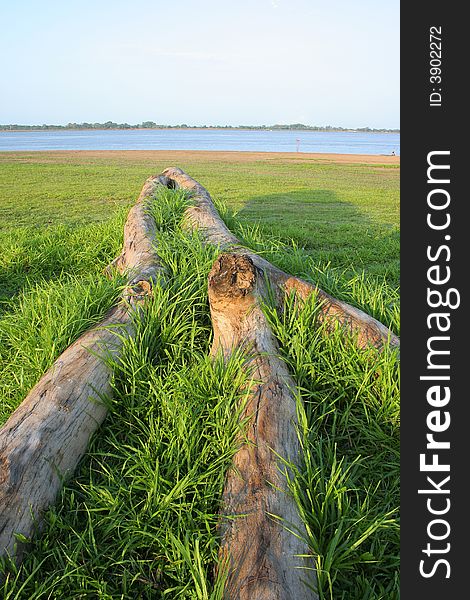 Stem on the beach - Amazon river - Brazil. Stem on the beach - Amazon river - Brazil