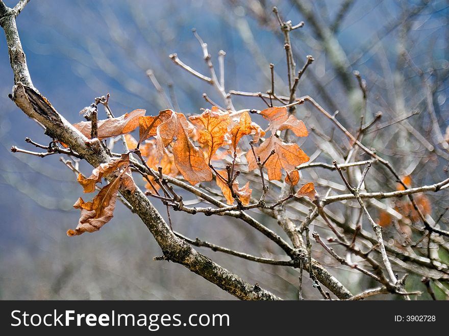 Fall Leaves And Blue Sky