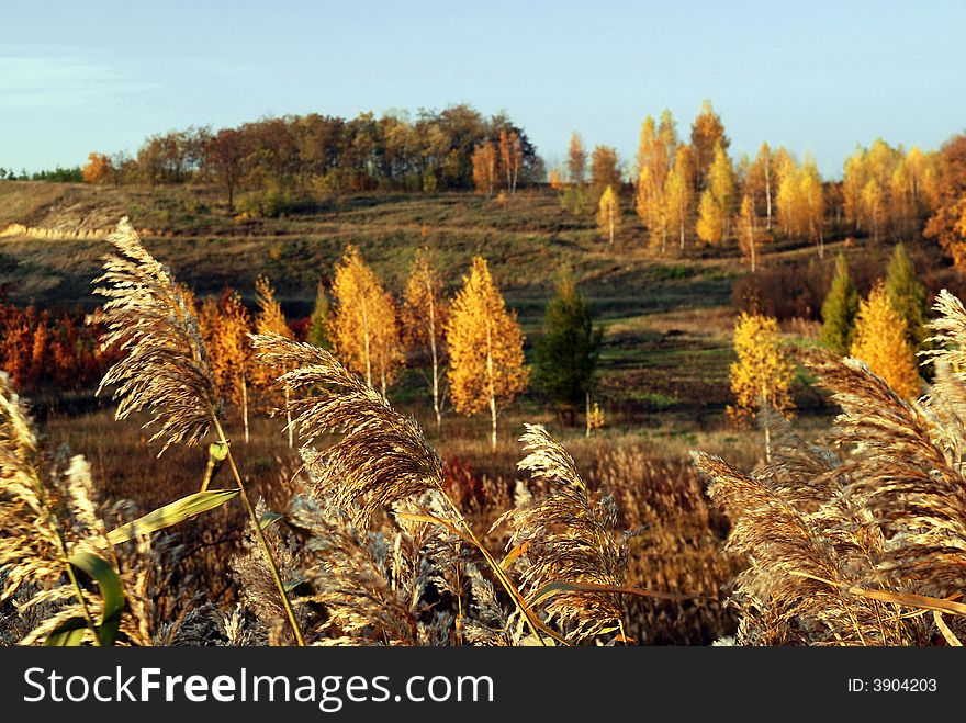 Yellow autumn hills in Ukraine. Yellow autumn hills in Ukraine