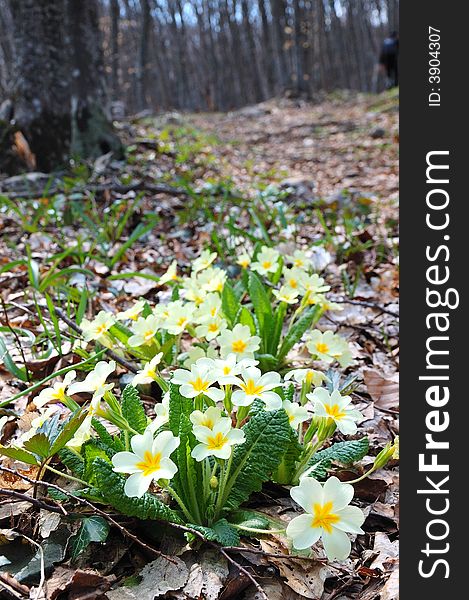 White Flowers In The Mountains