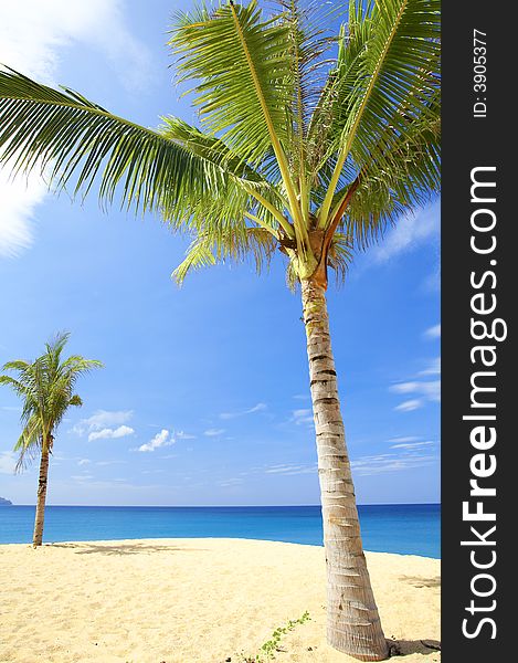 View of nice tropical empty sandy beach with some palms. View of nice tropical empty sandy beach with some palms