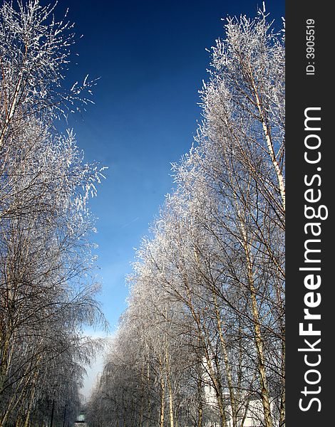 Beautiful winter landscape in the park