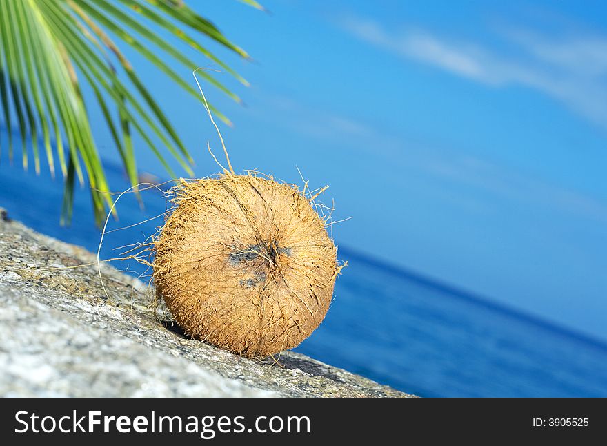 View of lonely fresh coconut on sea shore. View of lonely fresh coconut on sea shore