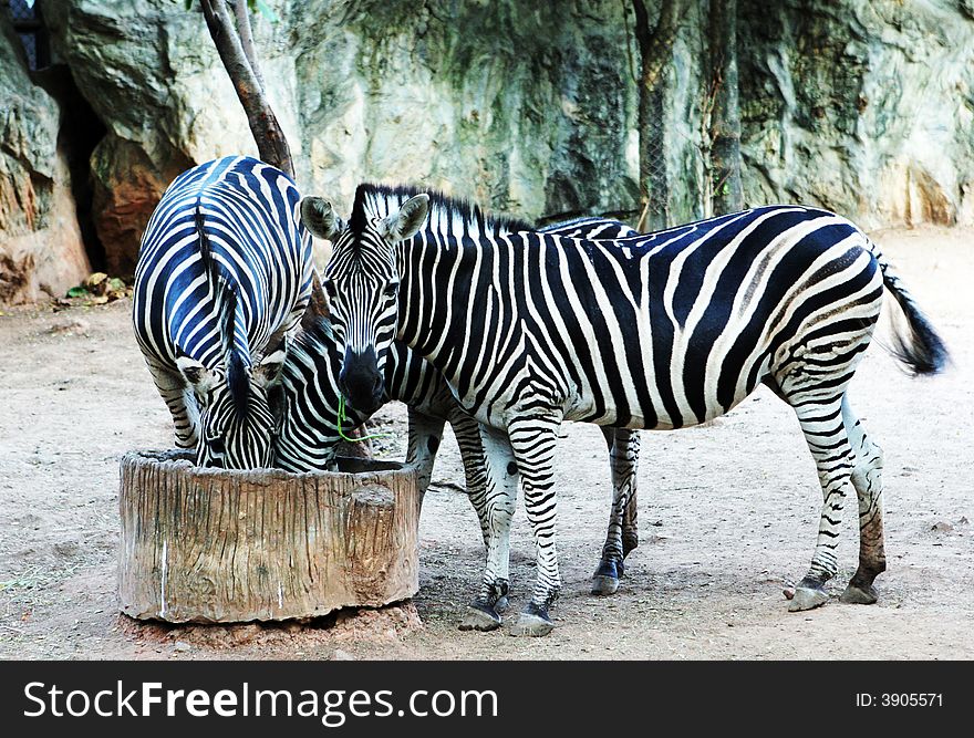 Two zebras feeding at a safari park.