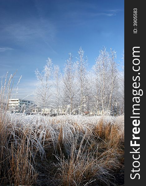 Beautiful winter landscape in the park