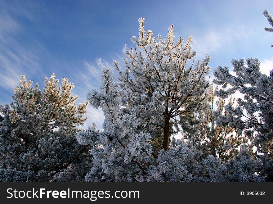 Beautiful winter landscape in the park