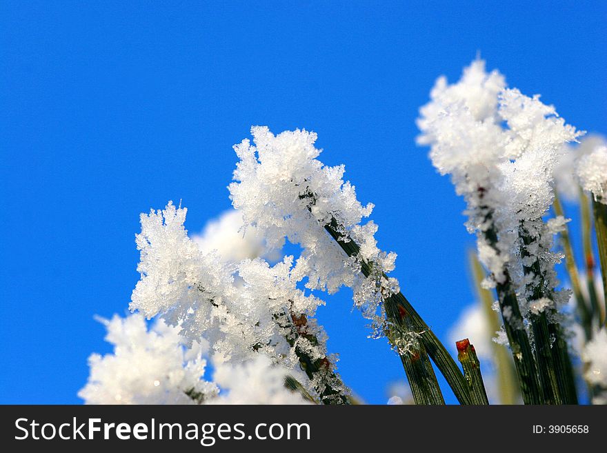 Beautiful conifer needles im winter snow