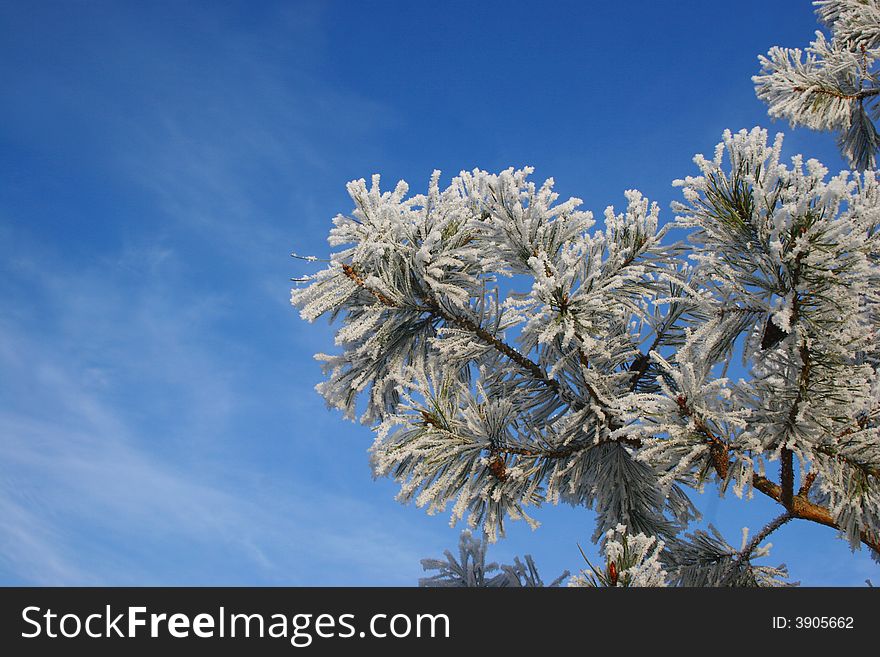 Beautiful conifer branches im winter snow