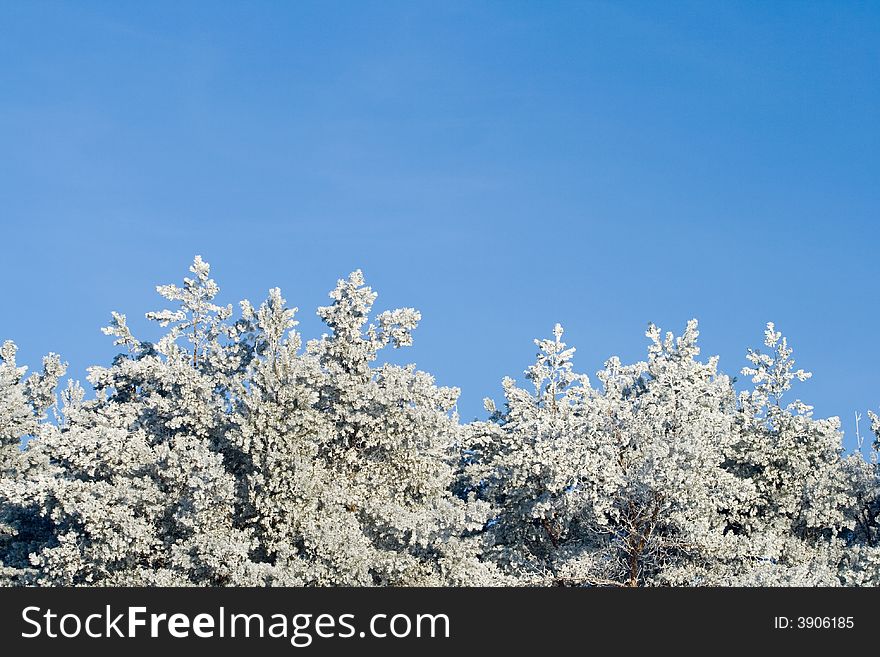 Winter landscapeWinter landscape: frozen trees over blue sky