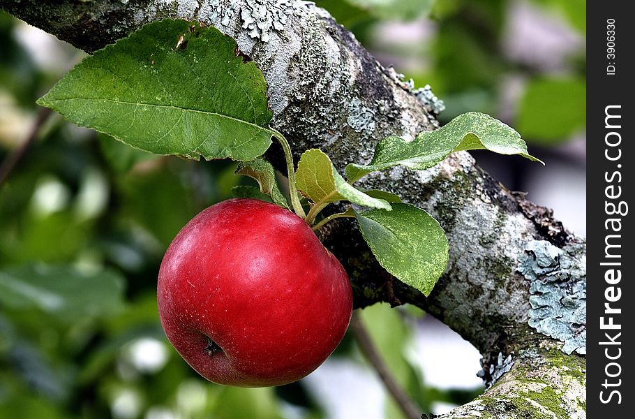 Red Apple At Branch