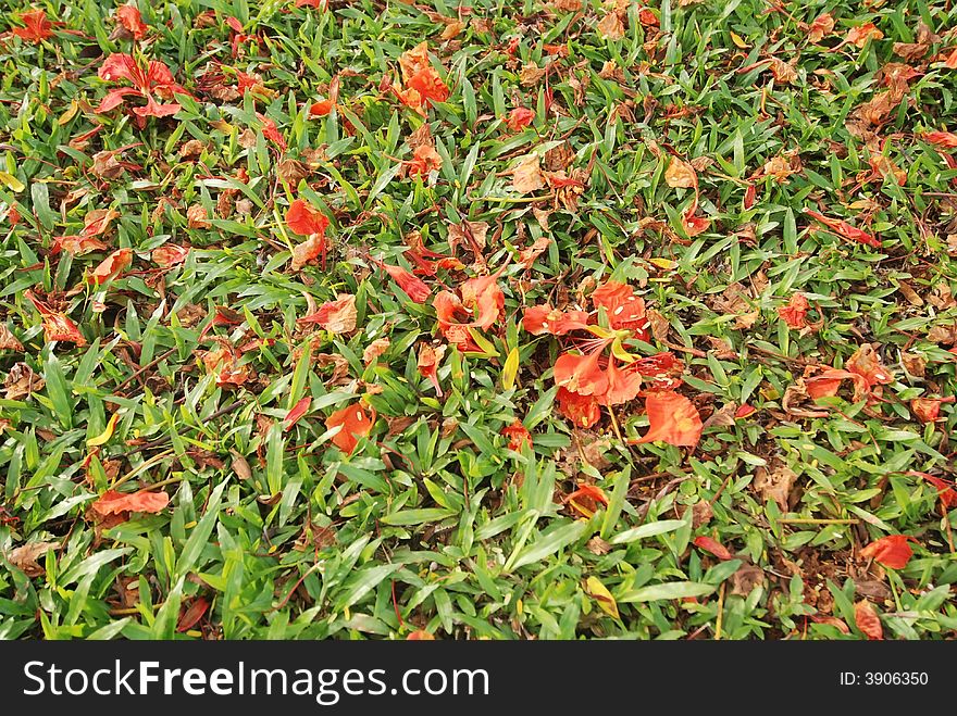 Falling Flowers On The Grass In The Park