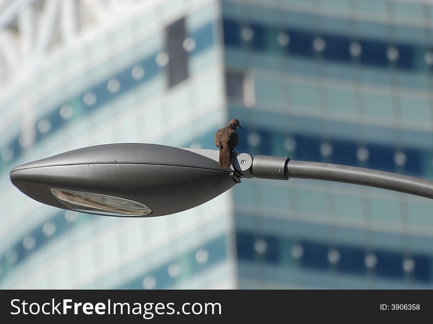 Pigeon stand on the street lamp post in the city