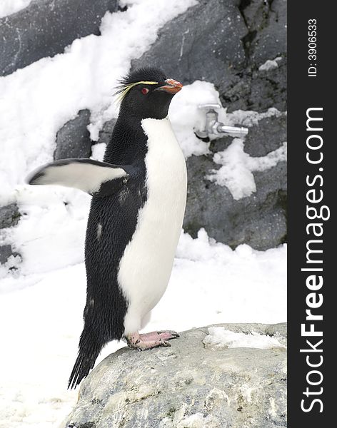 Rockhopper Penguin (Eudyptes chrysocome) against a snow background