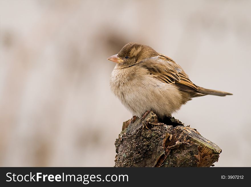 Sparrow (aka Passer Domesticus) On Grey Background