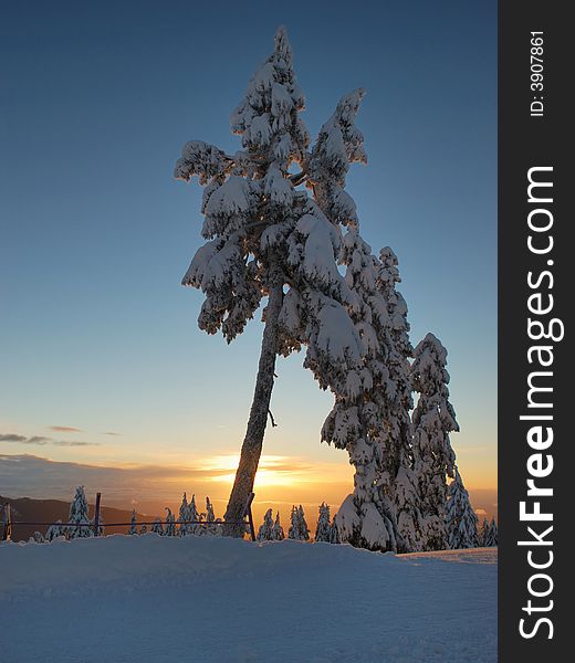 Mt. seymour at sunrise, tree covered with fresh snow
