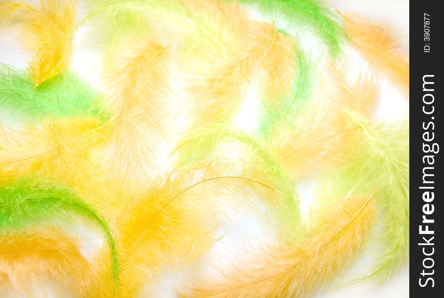 Light background from multi-coloured feathers. Light background from multi-coloured feathers
