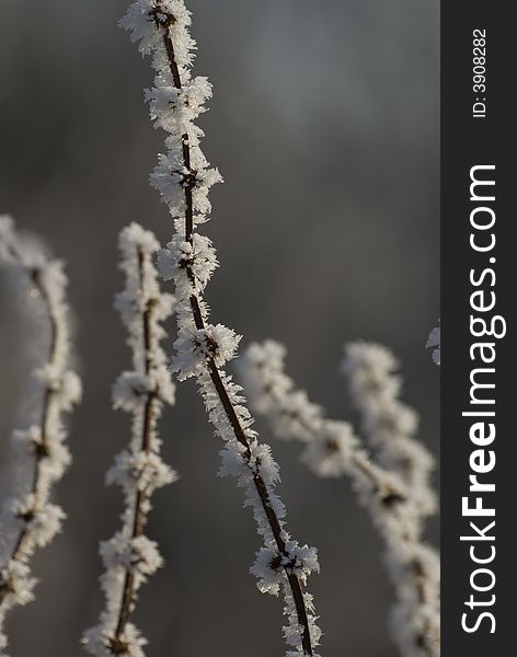 Branches on the side of the river, frozen on a cold winter morning. Branches on the side of the river, frozen on a cold winter morning.