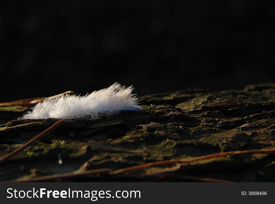 Soft white feather lying on a tree bark in the forest in the sun. Soft white feather lying on a tree bark in the forest in the sun.