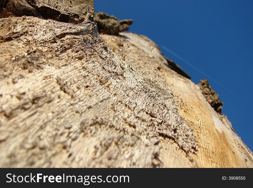 Tree seen from below, sky with a plane above. Tree seen from below, sky with a plane above