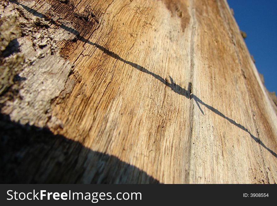 Shade of barbed wire casted on tree. Shade of barbed wire casted on tree