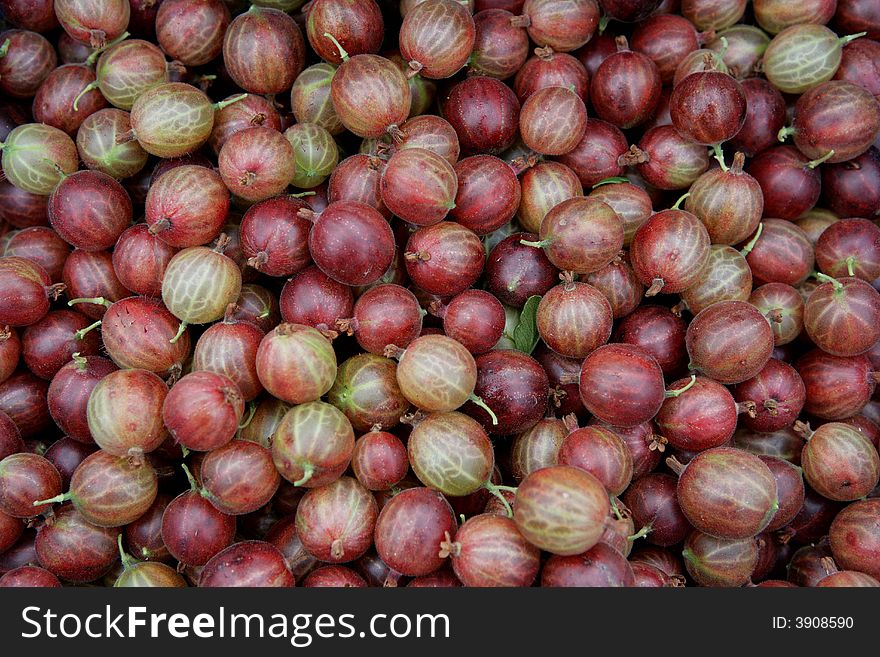 Harvest of gooseberry in the Netherlands.