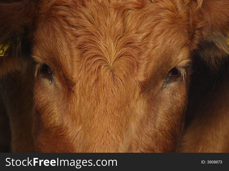 Face of a cow, is it sad or curious? She is looking at us. Face of a cow, is it sad or curious? She is looking at us