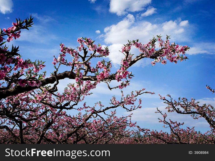 Garden filled with peach blossom. Garden filled with peach blossom