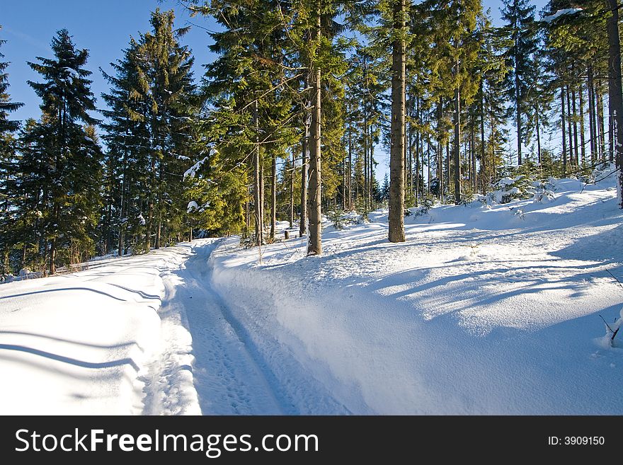 Forest covered by snow, sunny day. Forest covered by snow, sunny day