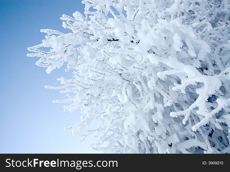 Tree completely covered by hoarfrost, frost on the branch. Tree completely covered by hoarfrost, frost on the branch