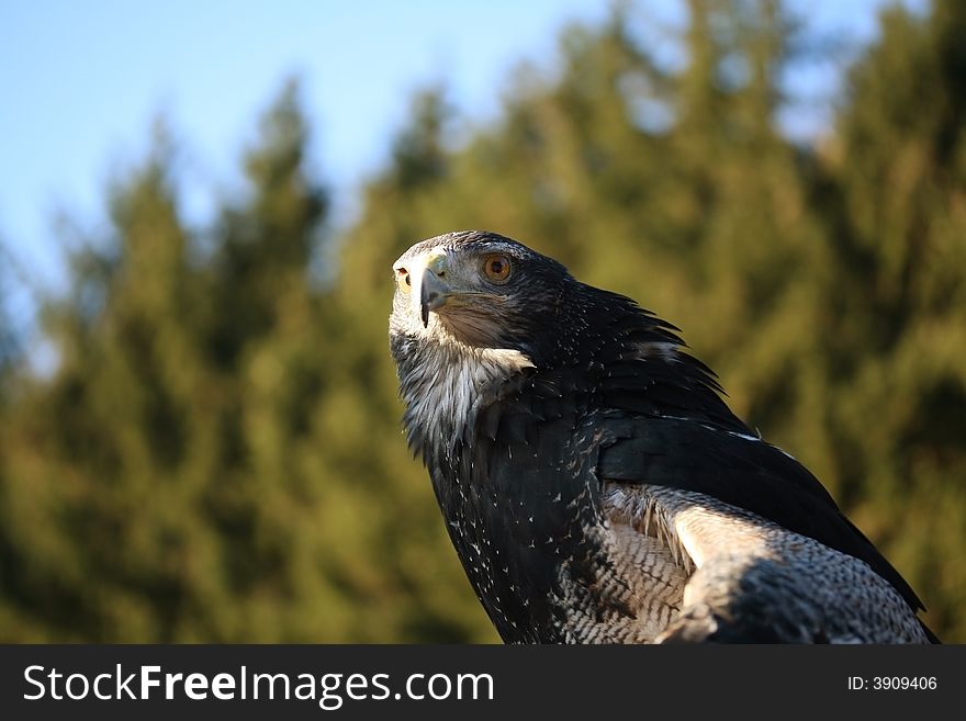 a Steppe Eagle  ( Aquila nipalensis )