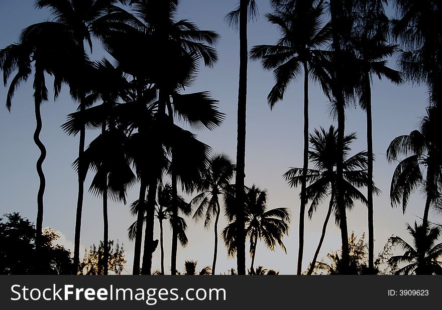 Palm-tree in the evening on Barbados island. Palm-tree in the evening on Barbados island