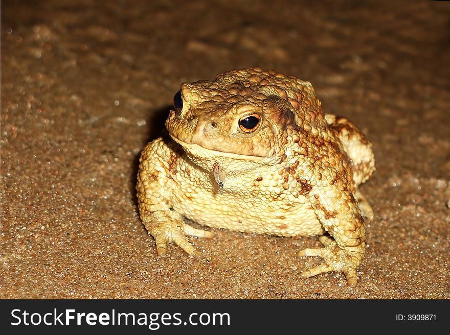 The mosquito drinks blood at a toad sitting on sand (close-up). The mosquito drinks blood at a toad sitting on sand (close-up)