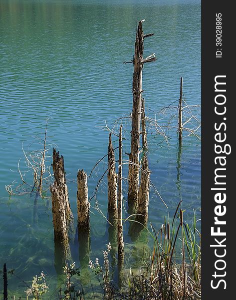 Reflection of Branches on lake Waters