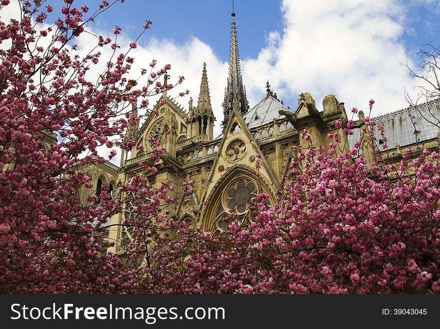 Cherry Blossoms And Notre Dame, Paris