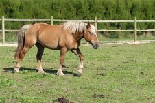 Horse In Paddock Stock Photo Horse In Paddock Stock Photo
