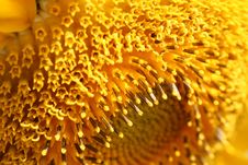 Close Up Of A Sunflower Royalty Free Stock Photography Close Up Of A Sunflower Royalty Free Stock Photography