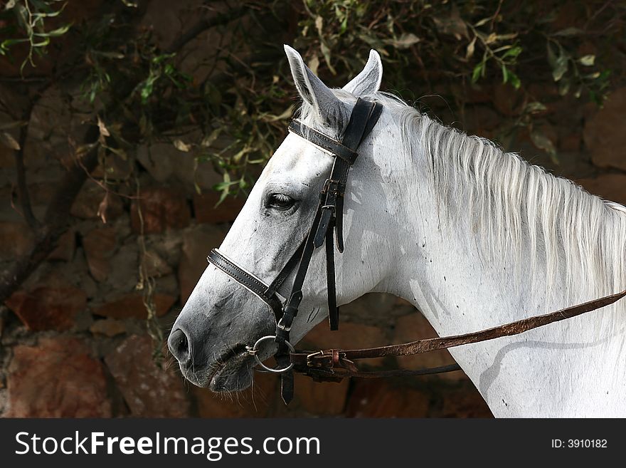 Head of a white horse close up
