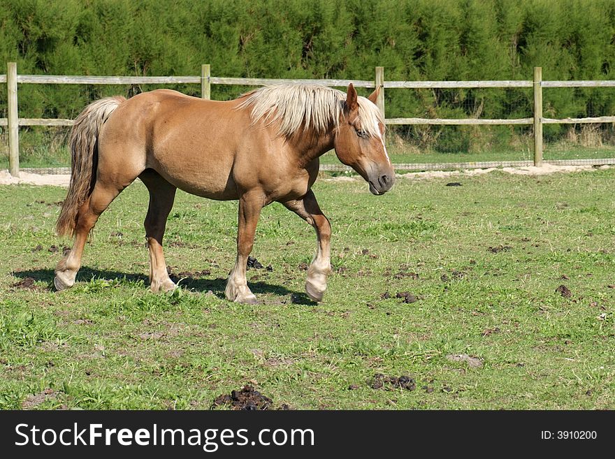 A palomino in its paddock with fence. A palomino in its paddock with fence