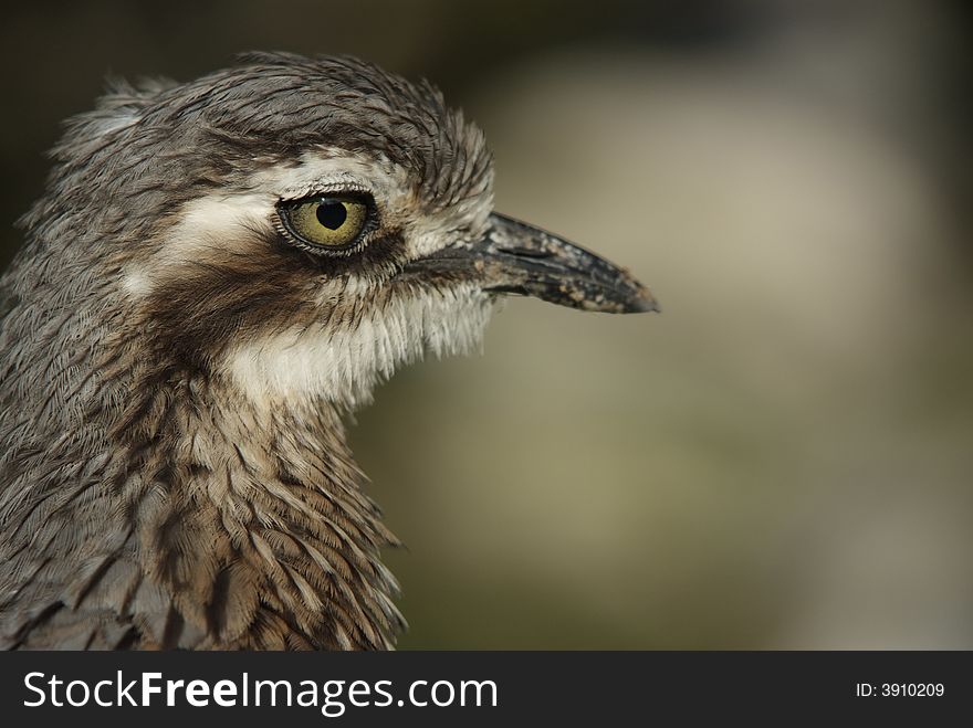 Bush Thick-Knee or Bush Stone-curlew (close-up). Bush Thick-Knee or Bush Stone-curlew (close-up)